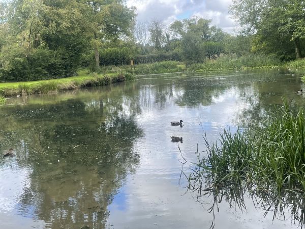 Swelling Hill Pond, Ropley